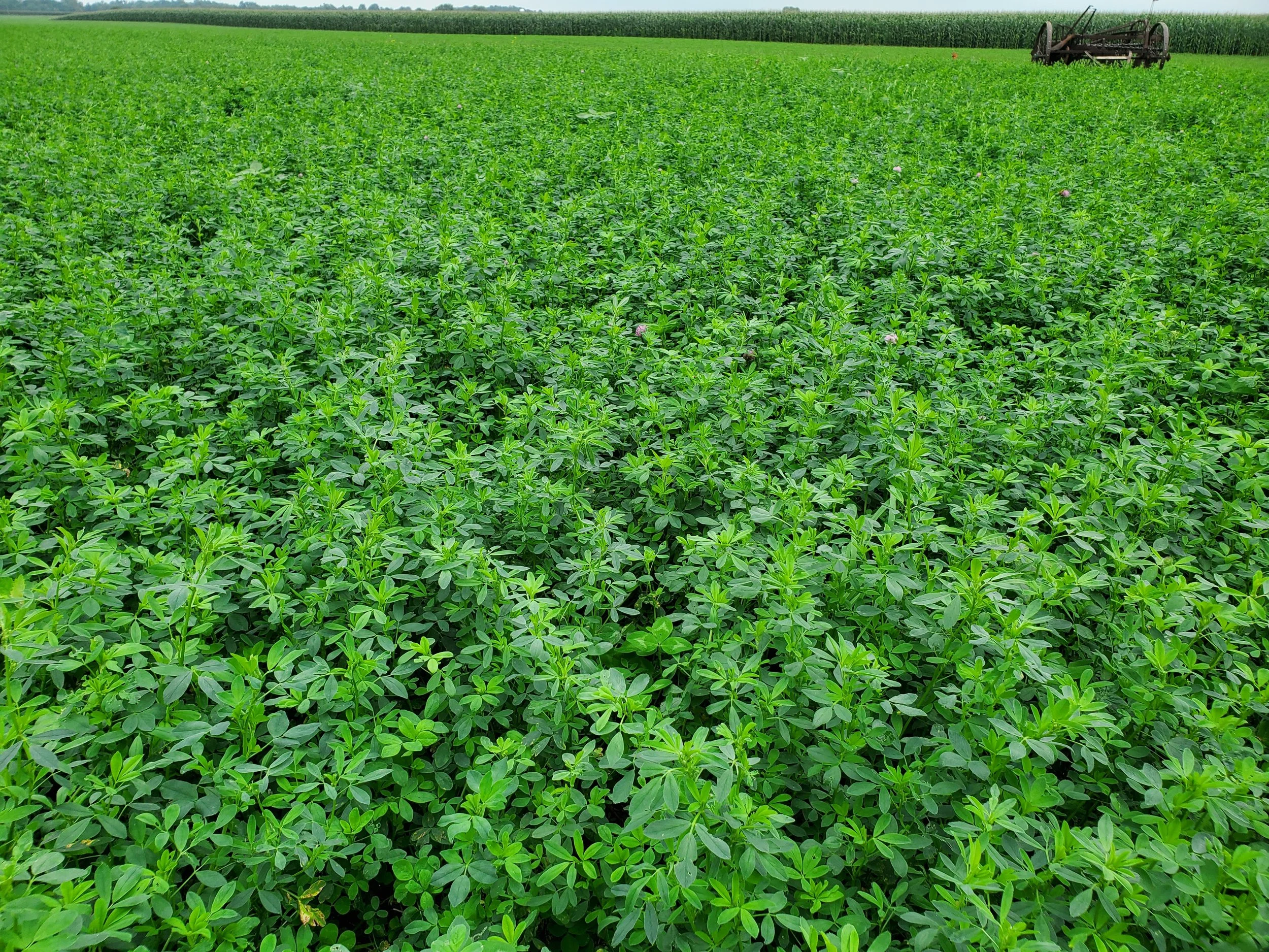 P.AR× SM pup alfalfa様確認用 Alfalfa - CISCO Brand — CISCO Farm Seed